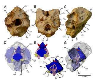 The braincase of T. euotica. Image: S. L. Brusatte et al., 2016/PNAS